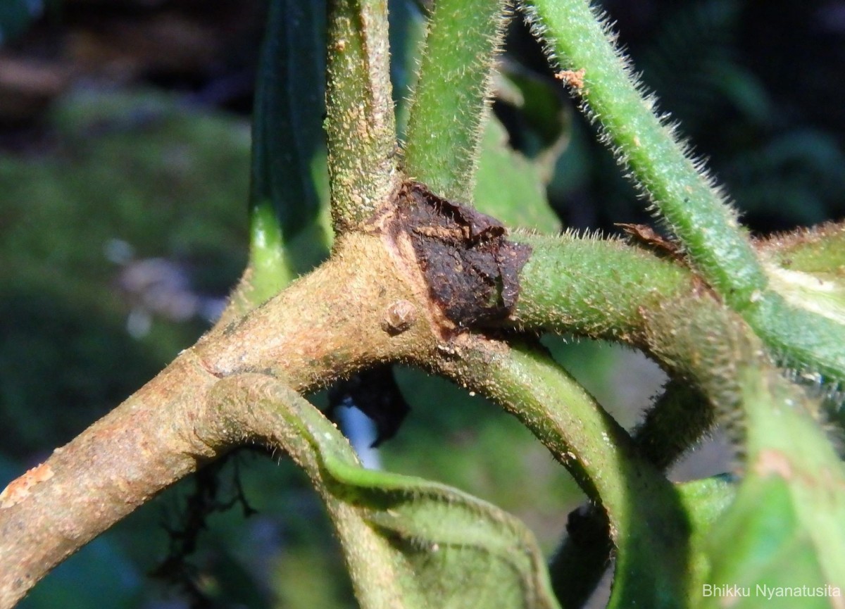 Psychotria dubia var. dubia (Wight) Alston